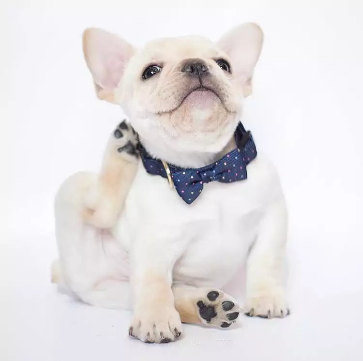 Canine Food Allergies 101