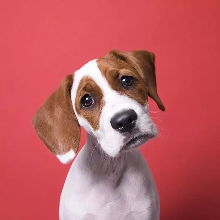 The 10 Most Dangerous Foods for Dogs