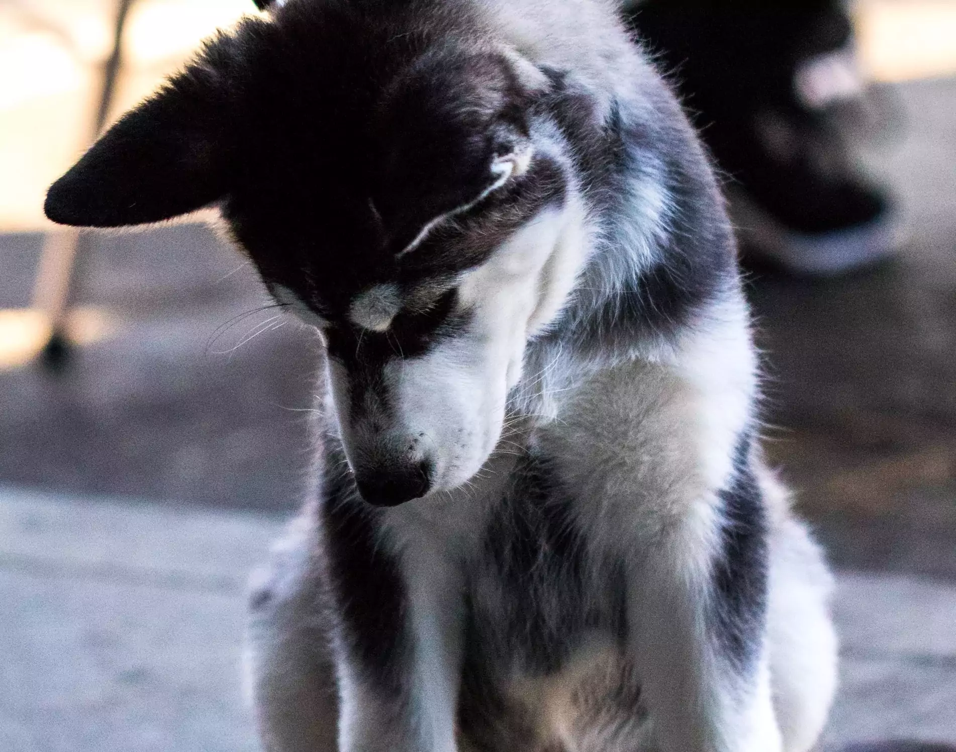 Decoding Your Dog’s Poop