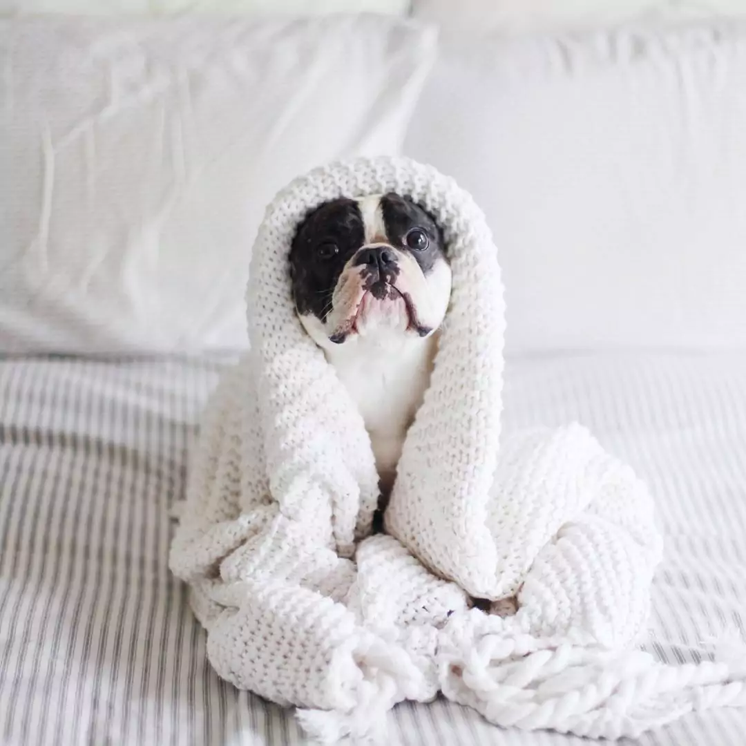 5 Reasons Your Dog is Vomiting