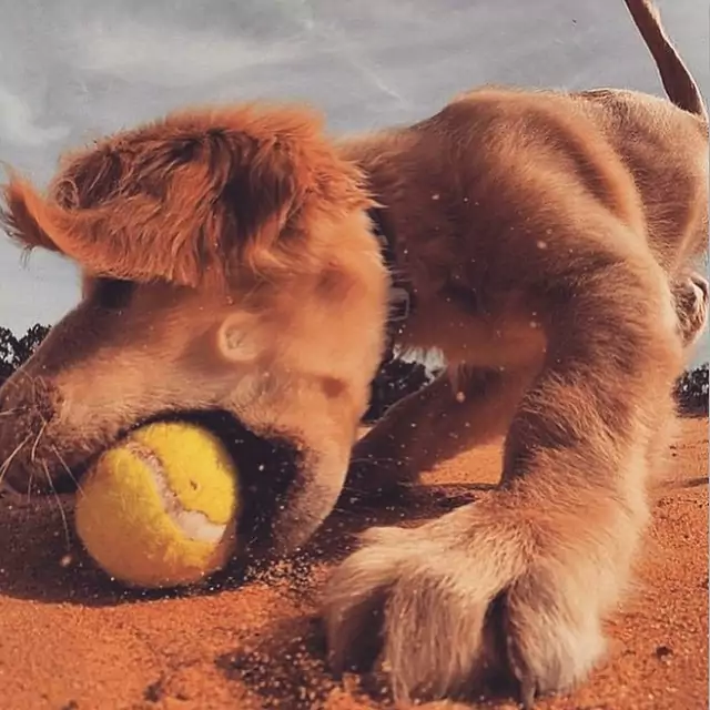 Ditch the Doggy Bag: A Vet’s Guide to Canine Obesity