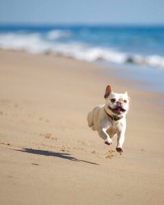 10 Tips for Getting Active With Your Dog
