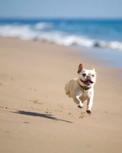 10 Tips for Getting Active With Your Dog