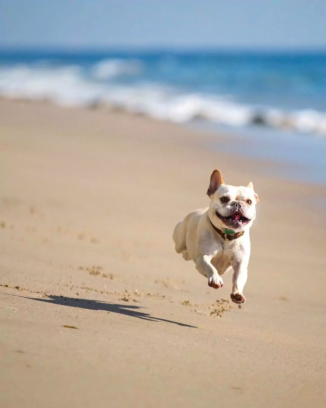 10 Tips for Getting Active With Your Dog