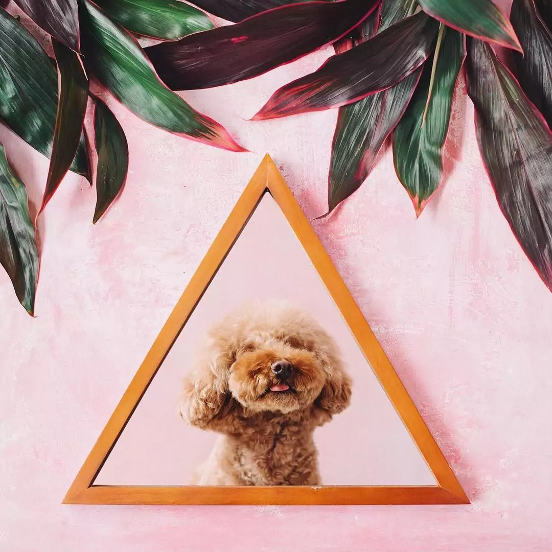 Do Puppies Have The Same Benefits As Probiotics?