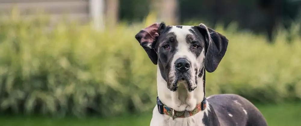 What to Know About Bloat and Gastric Dilatation-Volvulus (GDV) in Dogs