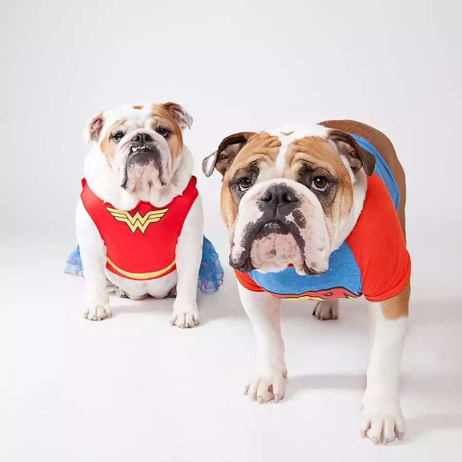 Here’s How to Help Homeless Dogs Without Adopting