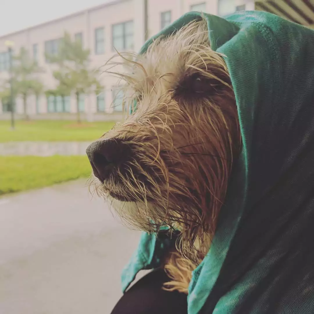 The Best Ways to Help Dogs Affected by Hurricanes Harvey & Irma