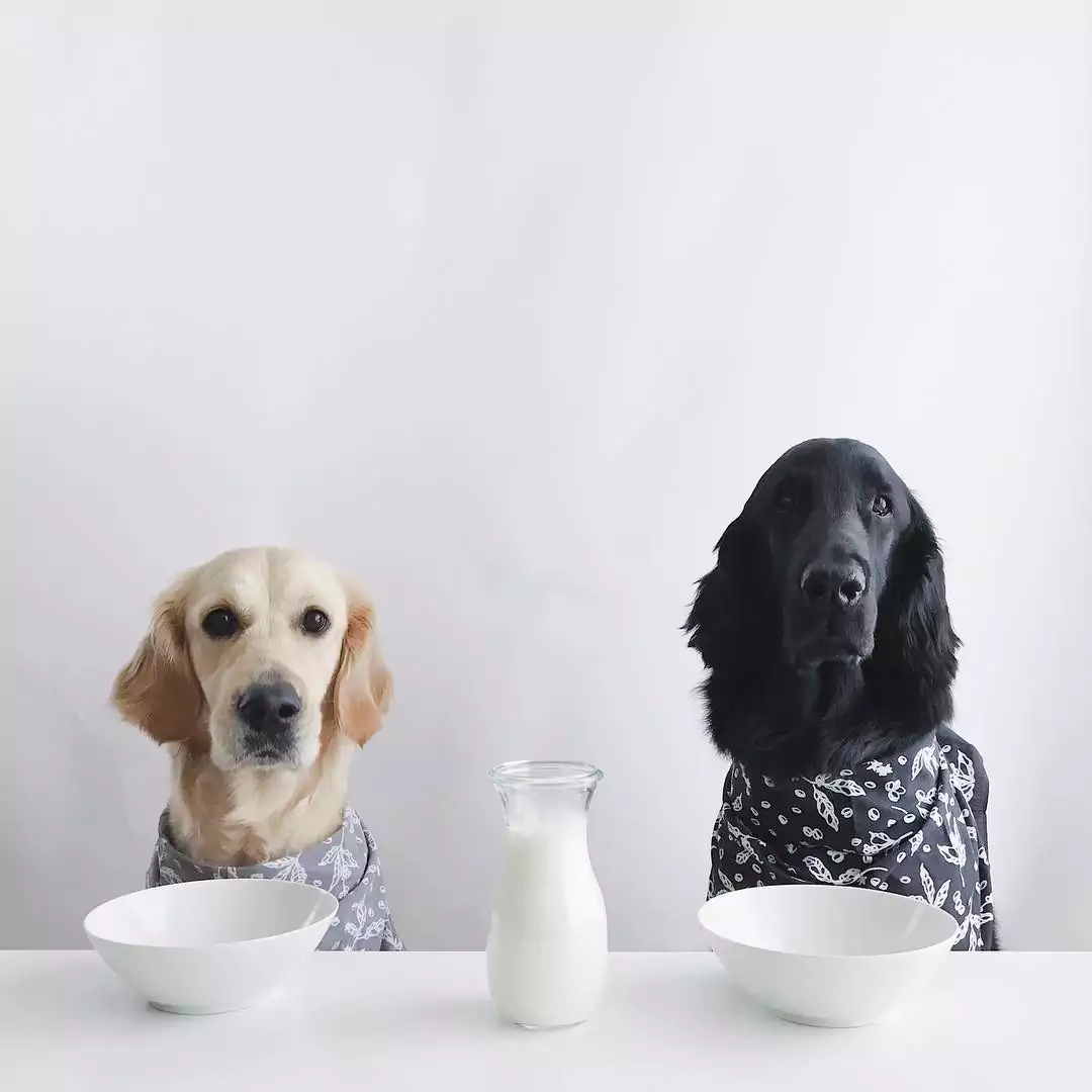 Does Your Dog Need Probiotics, Too?