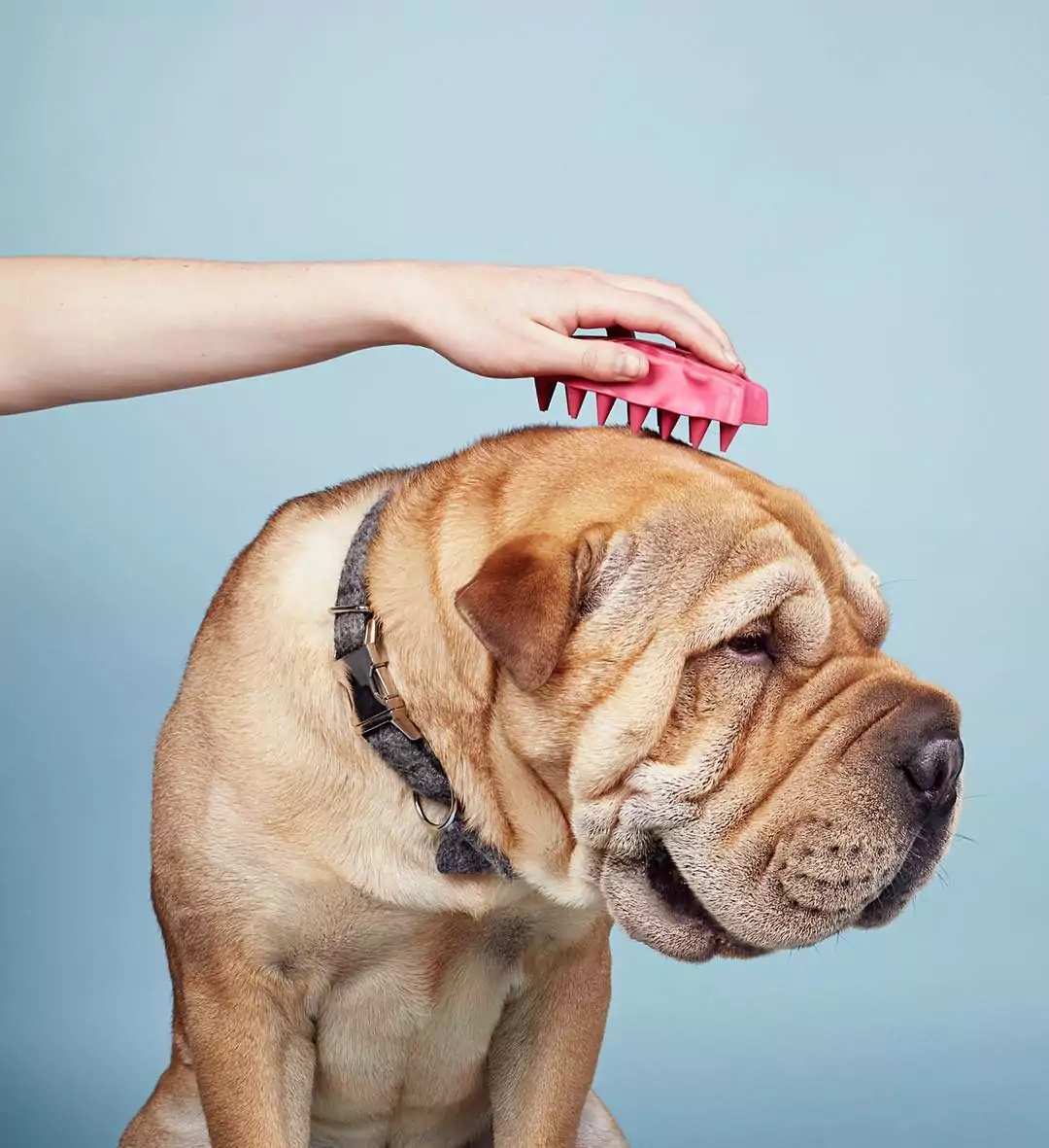 how to keep your dog's skin healthy