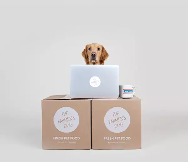 Working Like a Dog: Benefits of Dogs in the Office