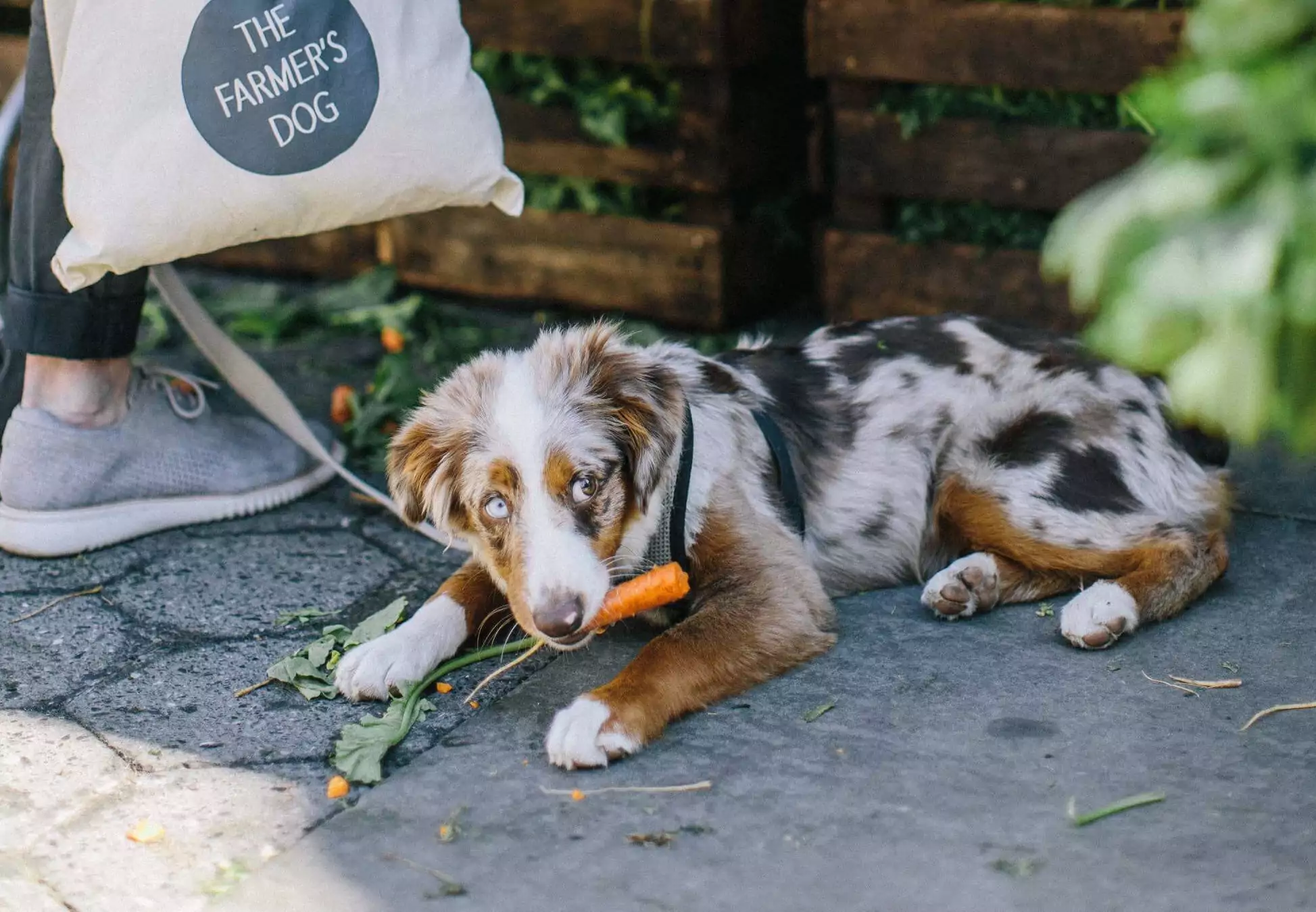 TFD-Emmy-carrotcomp2