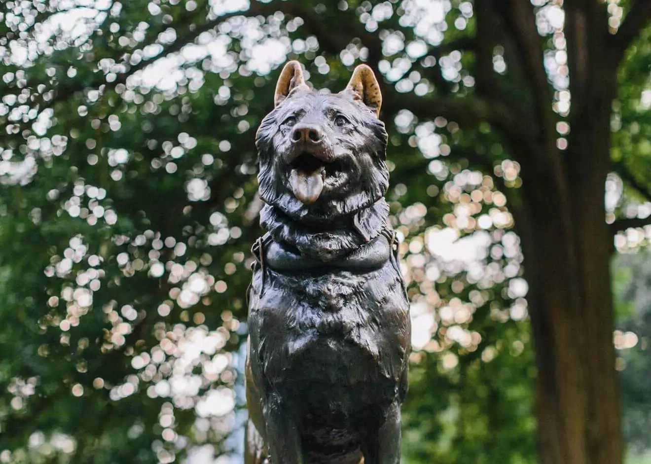 How Balto the Sled Dog Paved the Way for Modern Working Dogs