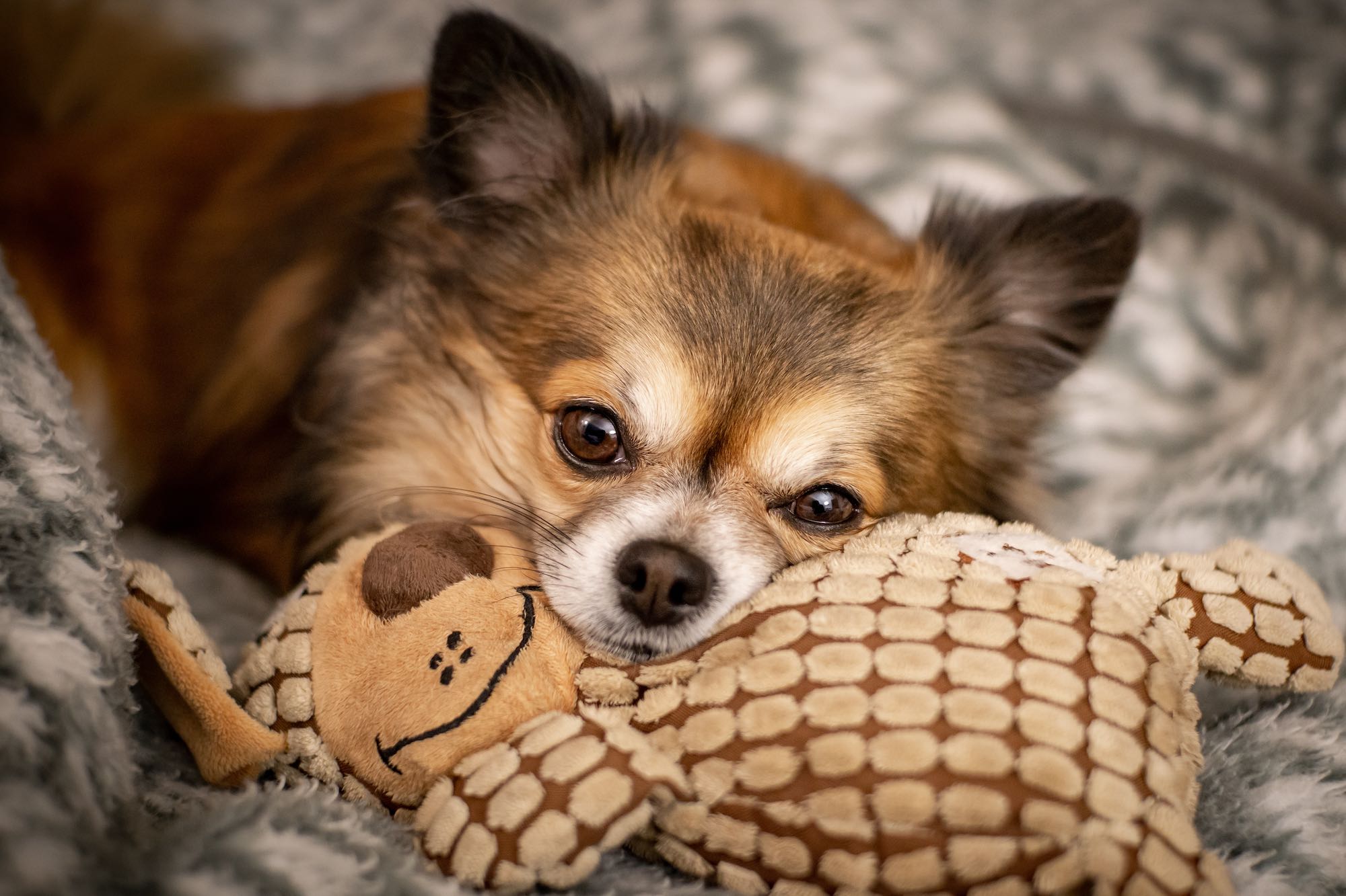 How to choose the best food for your small dog