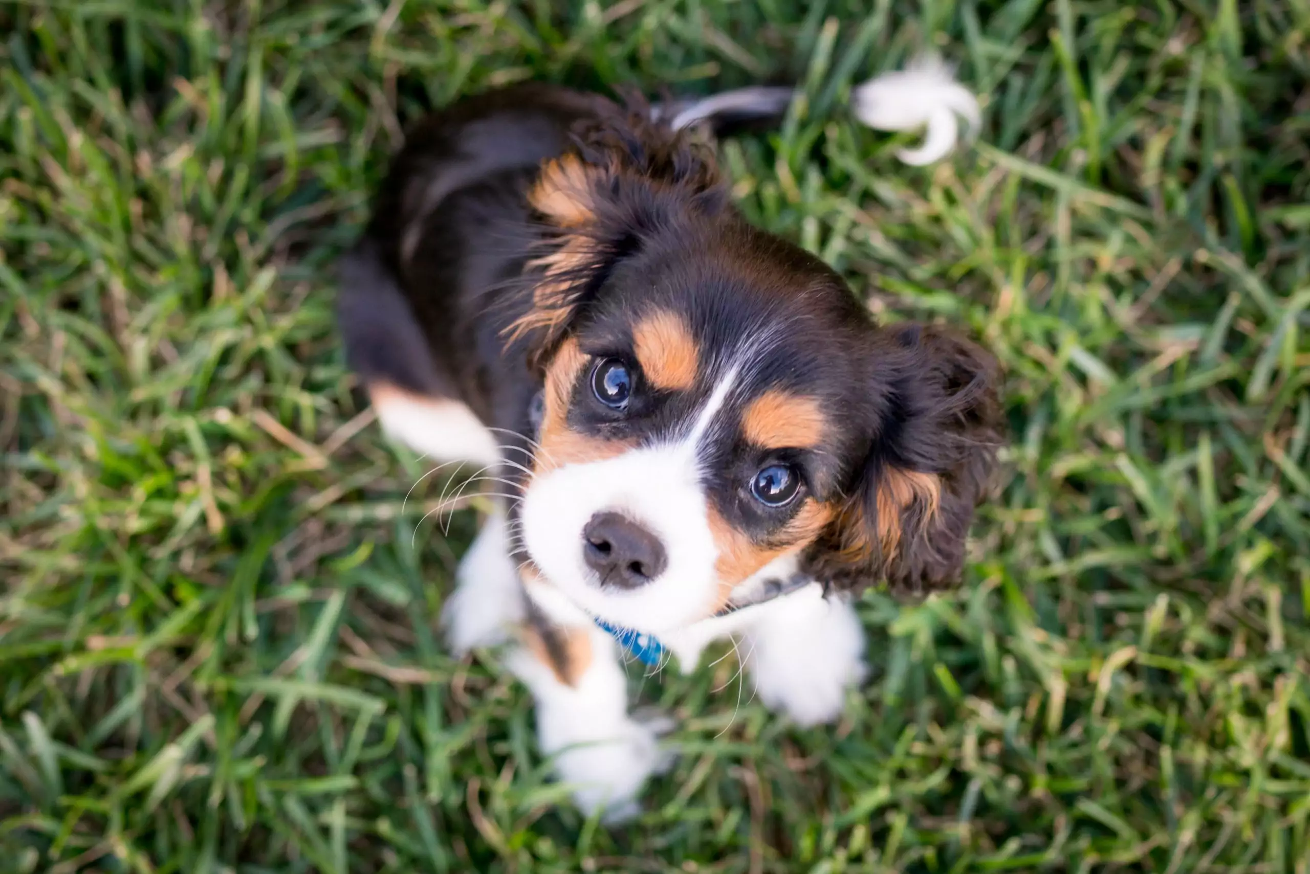 5 Major Myths About Puppy Food