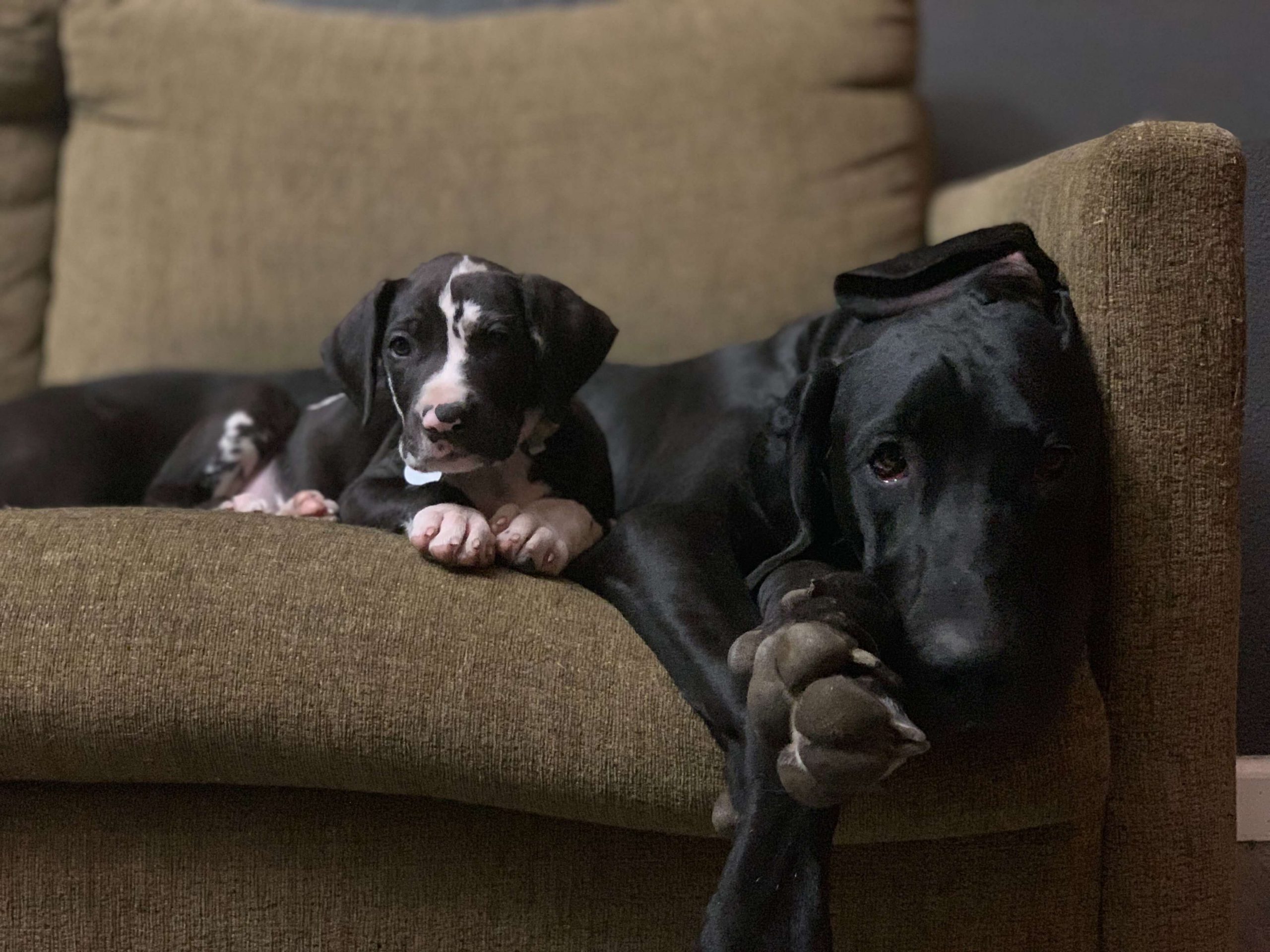 6 Major Dos and Don’ts for Feeding a Large Breed Puppy