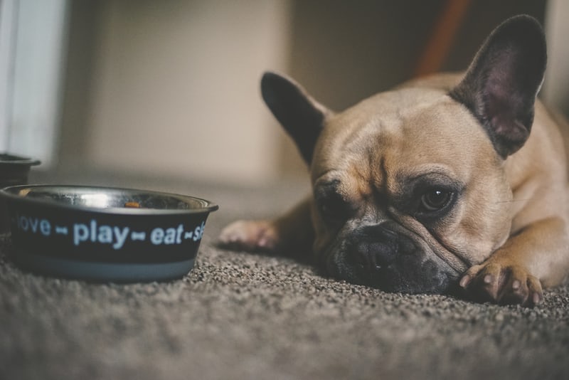 How to Feed a Picky Eater