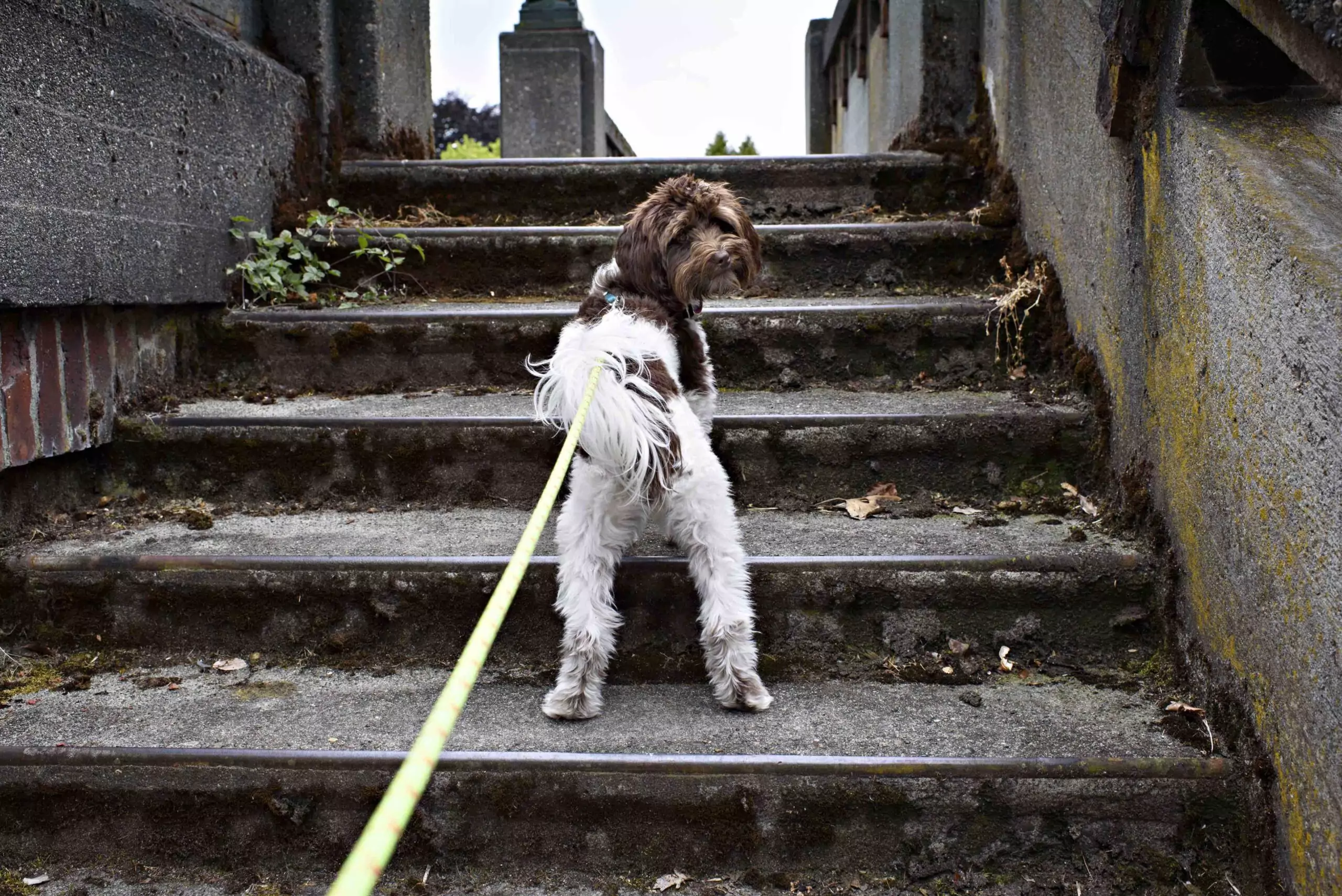 Guarding Against Arthritis In Dogs: Awareness And Weight Are Key