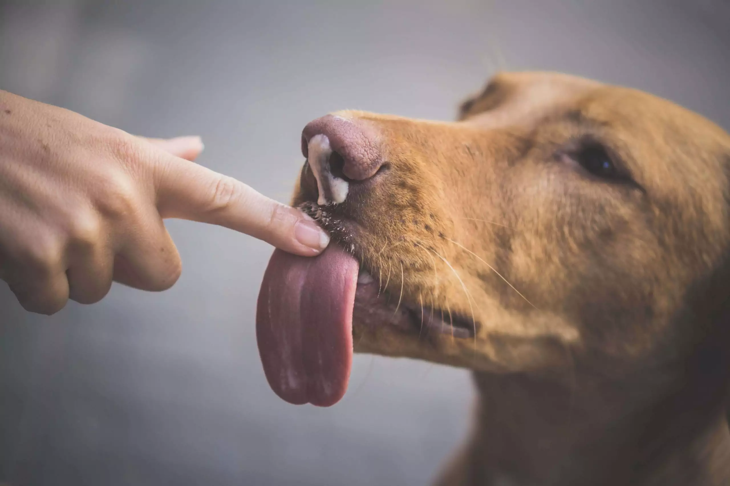 What you should know about (Extremely Rare) Dog Lick Infections