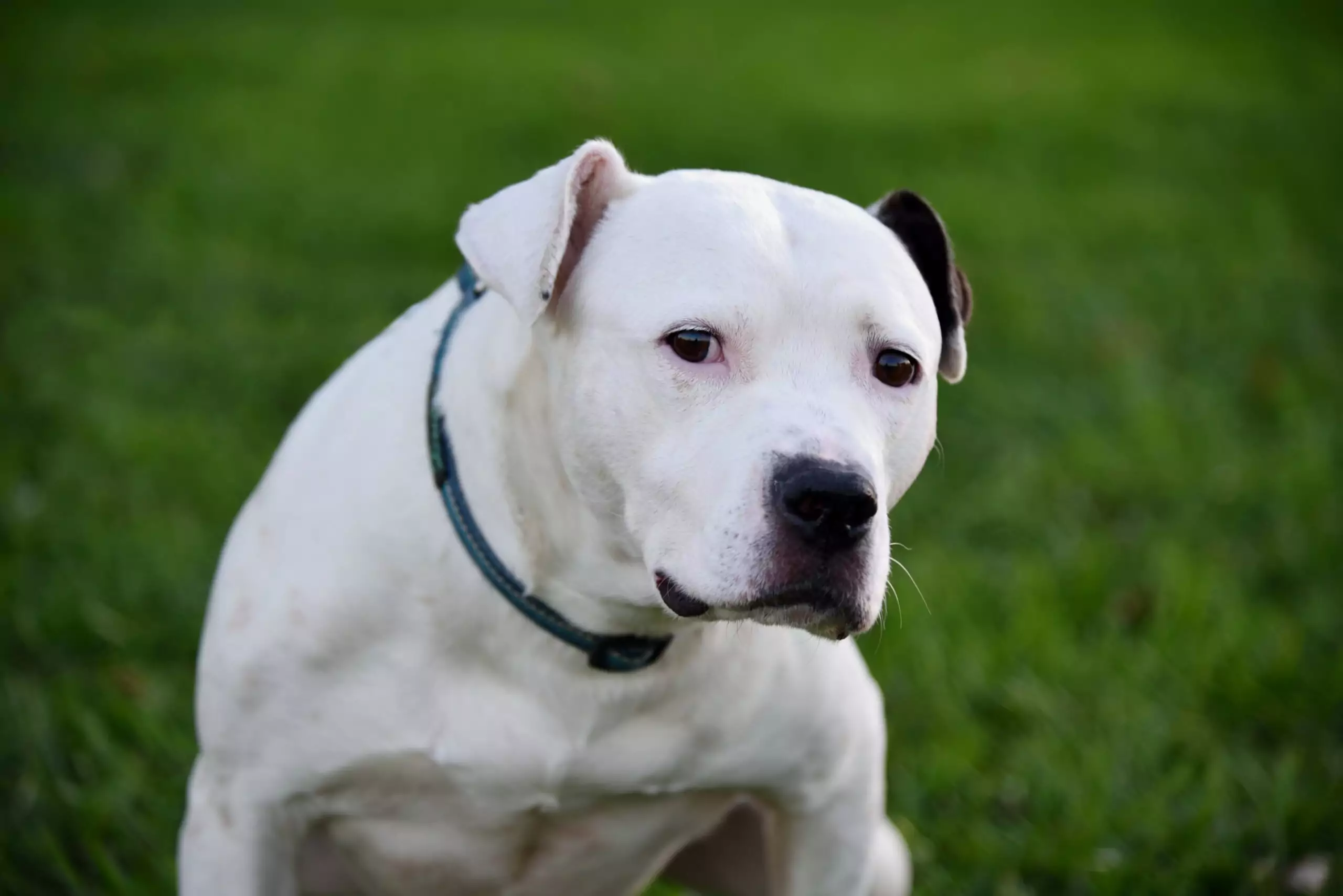 What Causes Inflammation In Dogs—And Can Their Food Help?