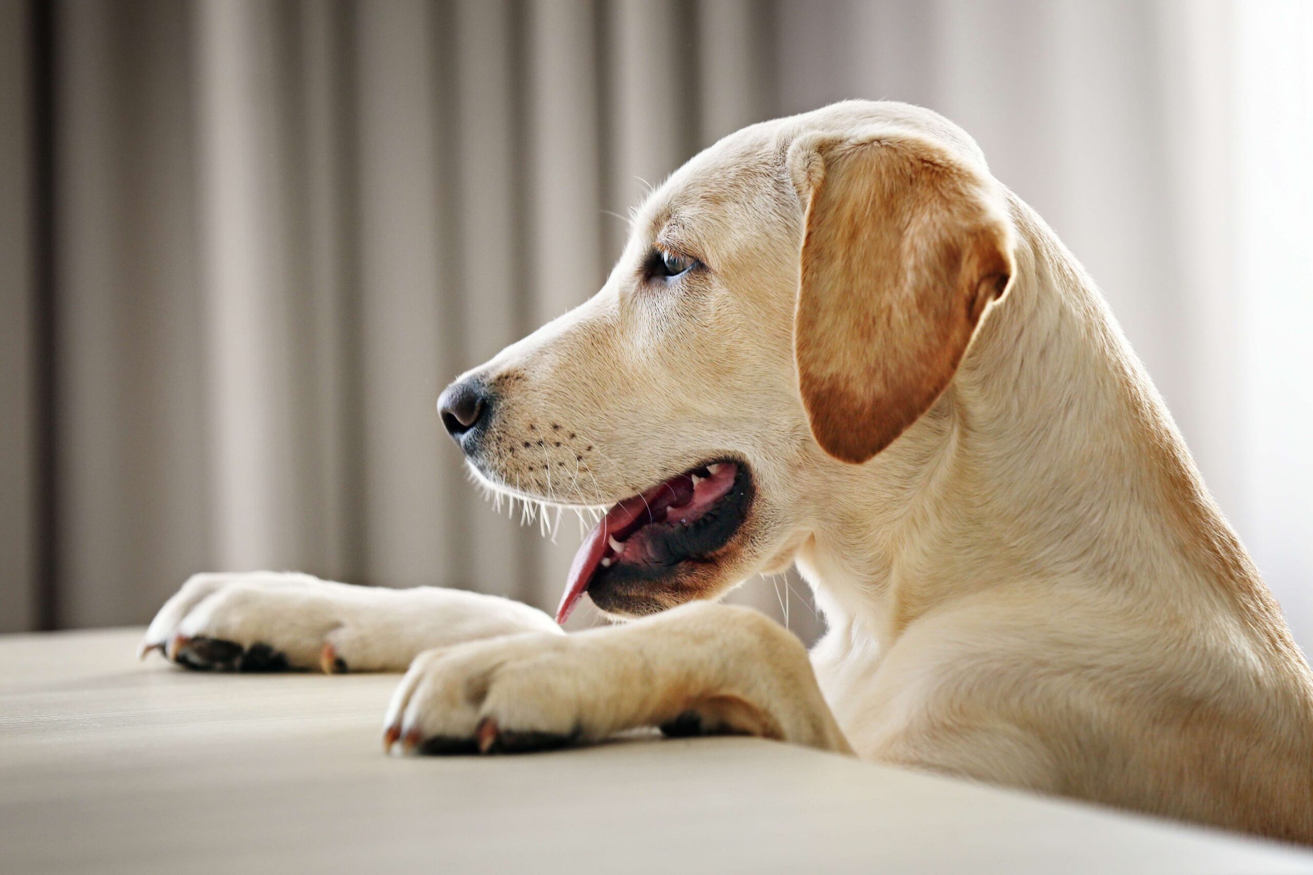 How To Help Your Dog Lose Weight
