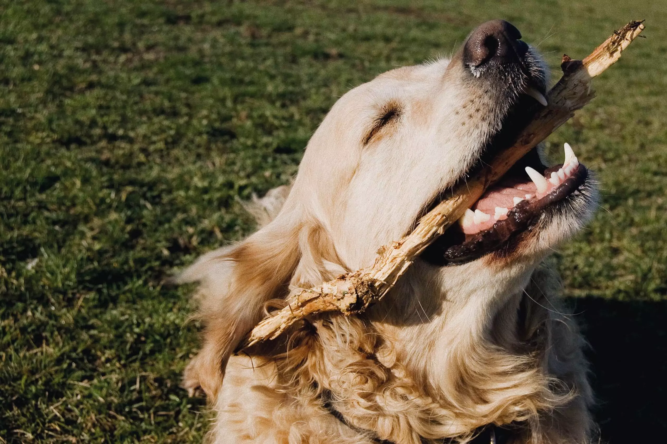 Dog Service Announcement: No, Typical Kibble Isn’t Good For Cleaning Your Dog’s Teeth