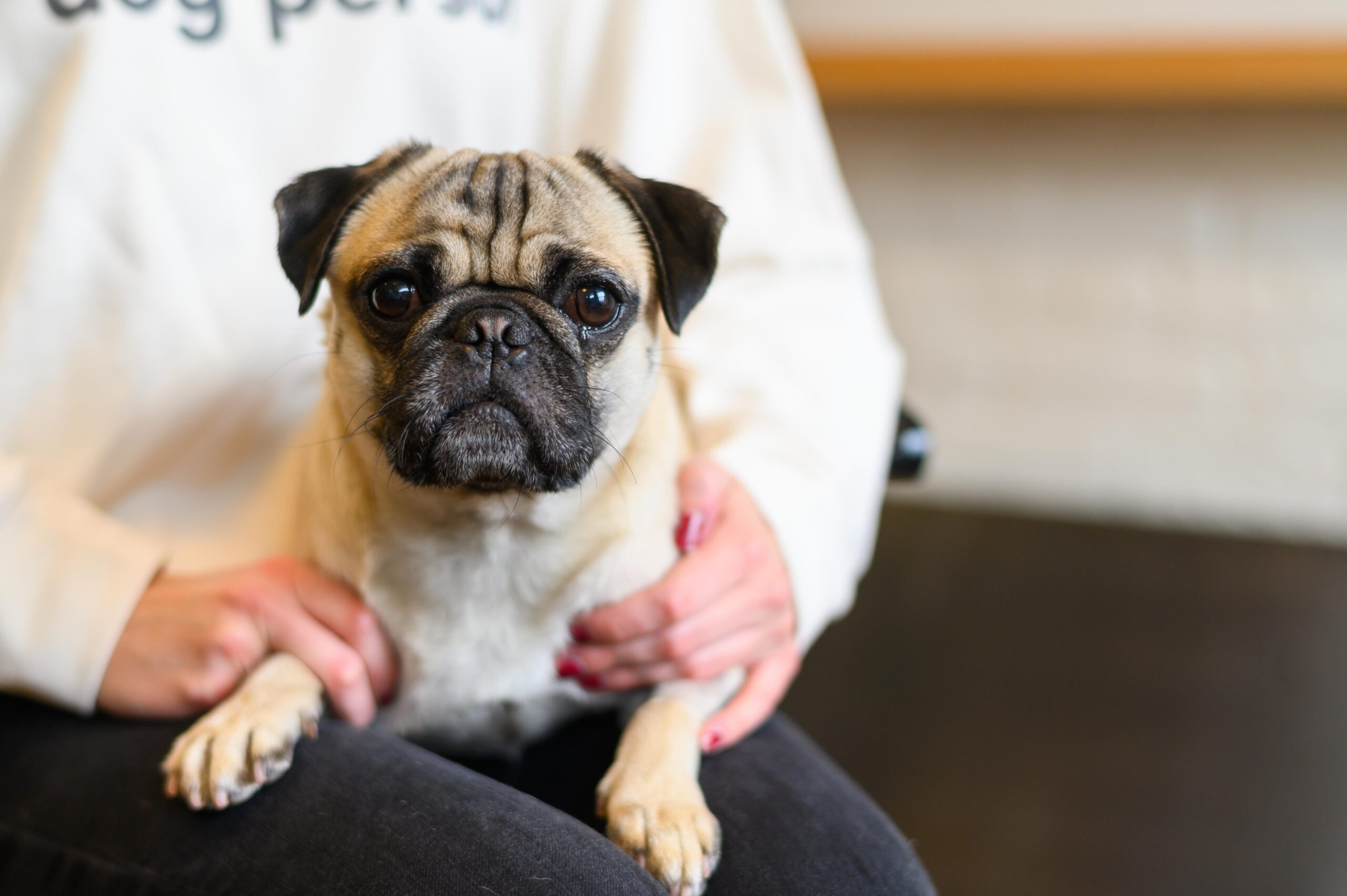 Reversing Hair Loss For A Legendary Pug