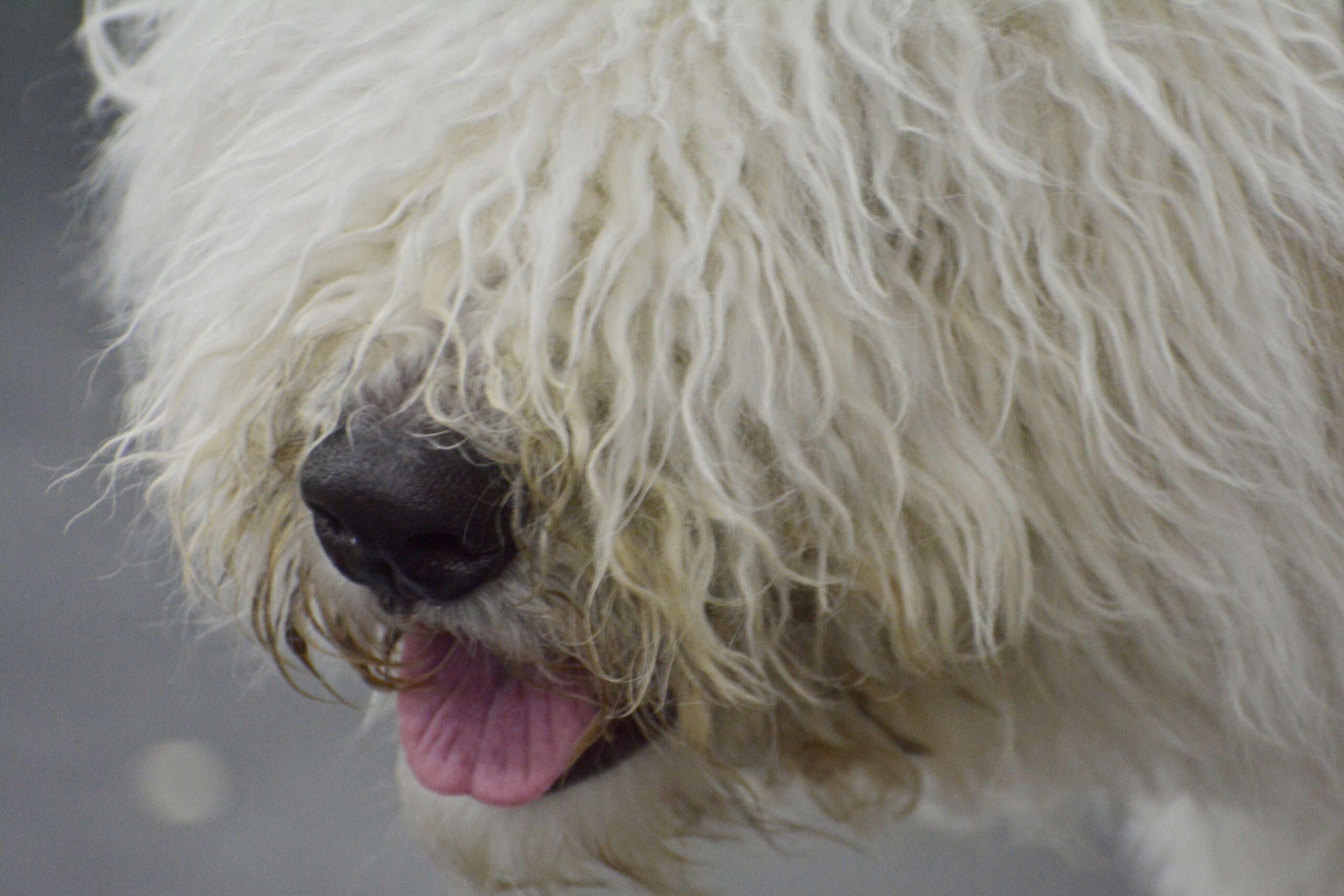 How Your Dog’s Nose Works And How To Take Care Of It