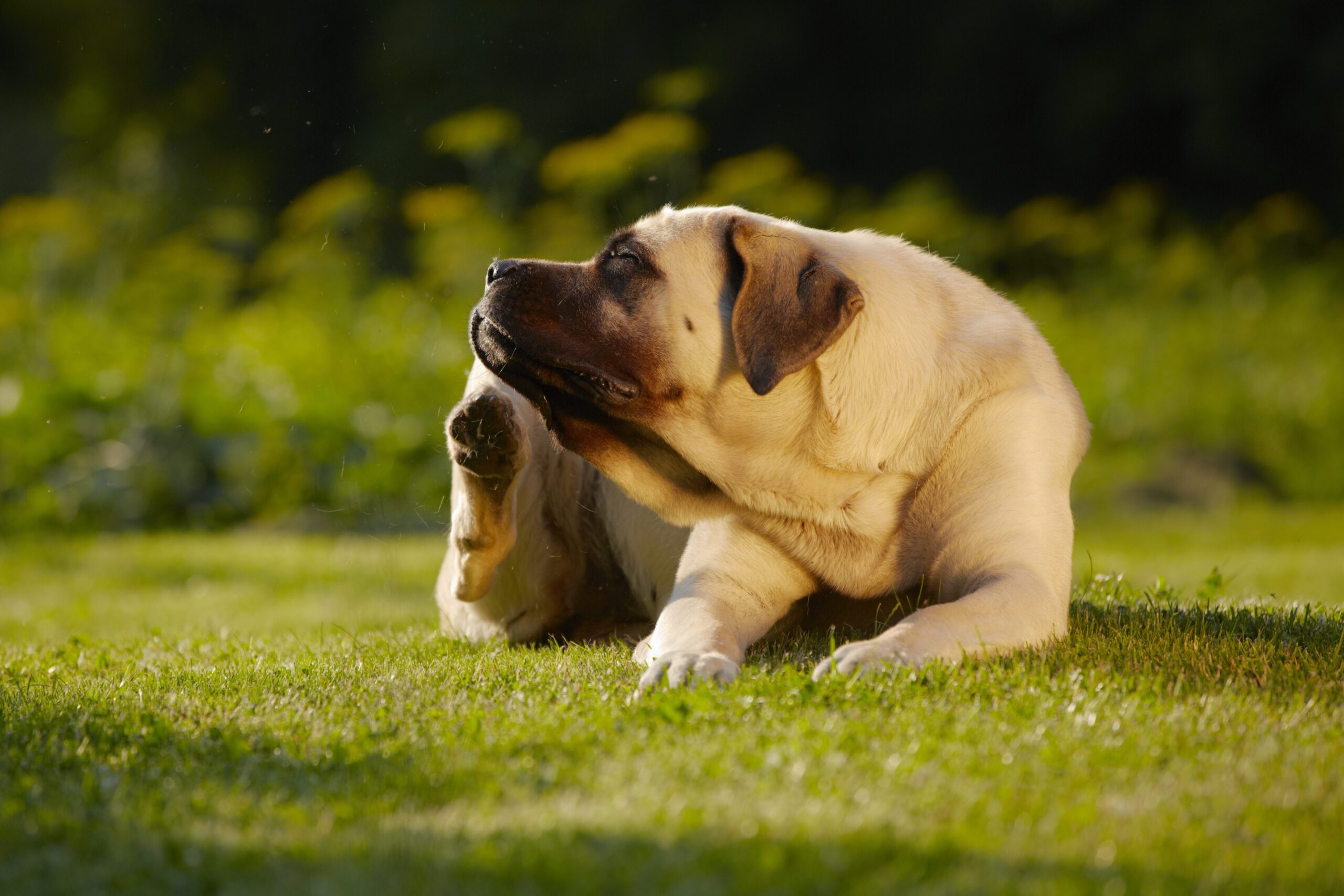 All About Allergies: Spotting And Treating Your Dog’s Most Irritating Issue