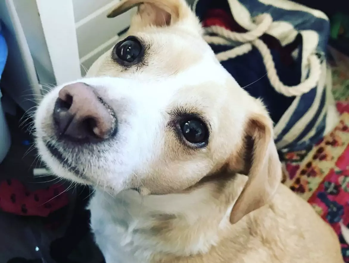 The Consequences Of Curing Picky Eating: One Family’s Story