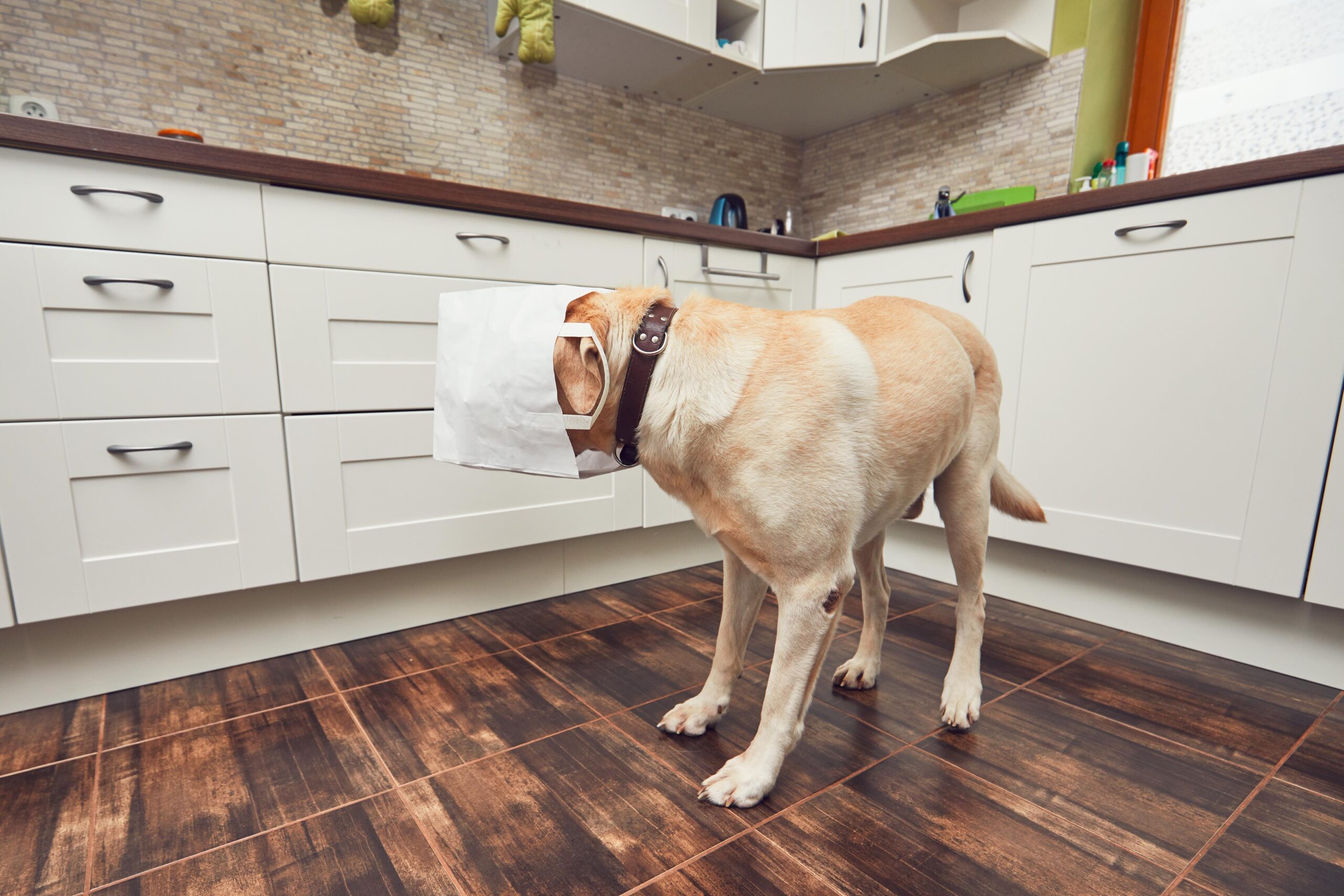 Caring For Your Dog During The Coronavirus Pandemic