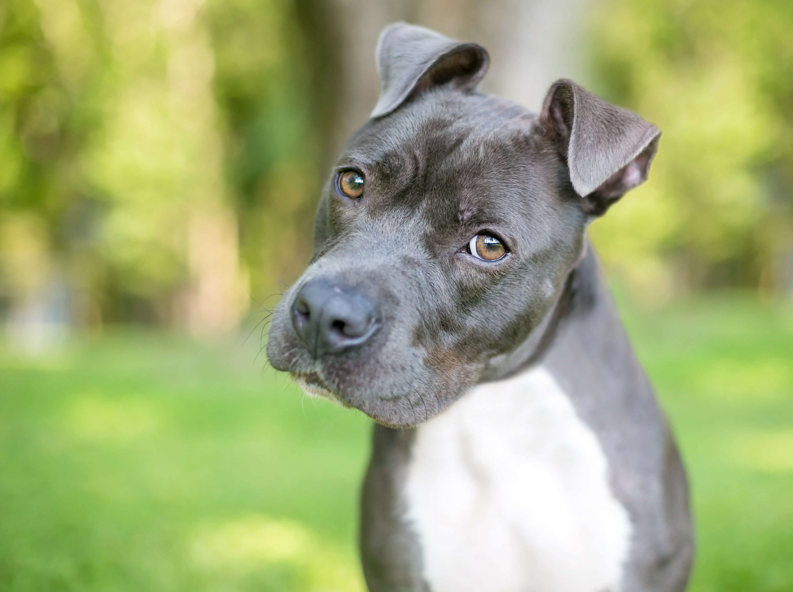 All About Your Dog’s Ears And How To Take Care of Them