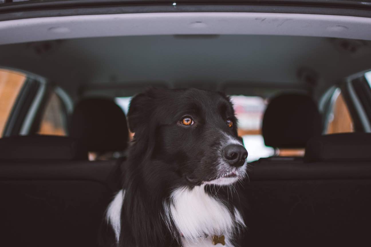 A Friendly Guide To Fostering A Dog