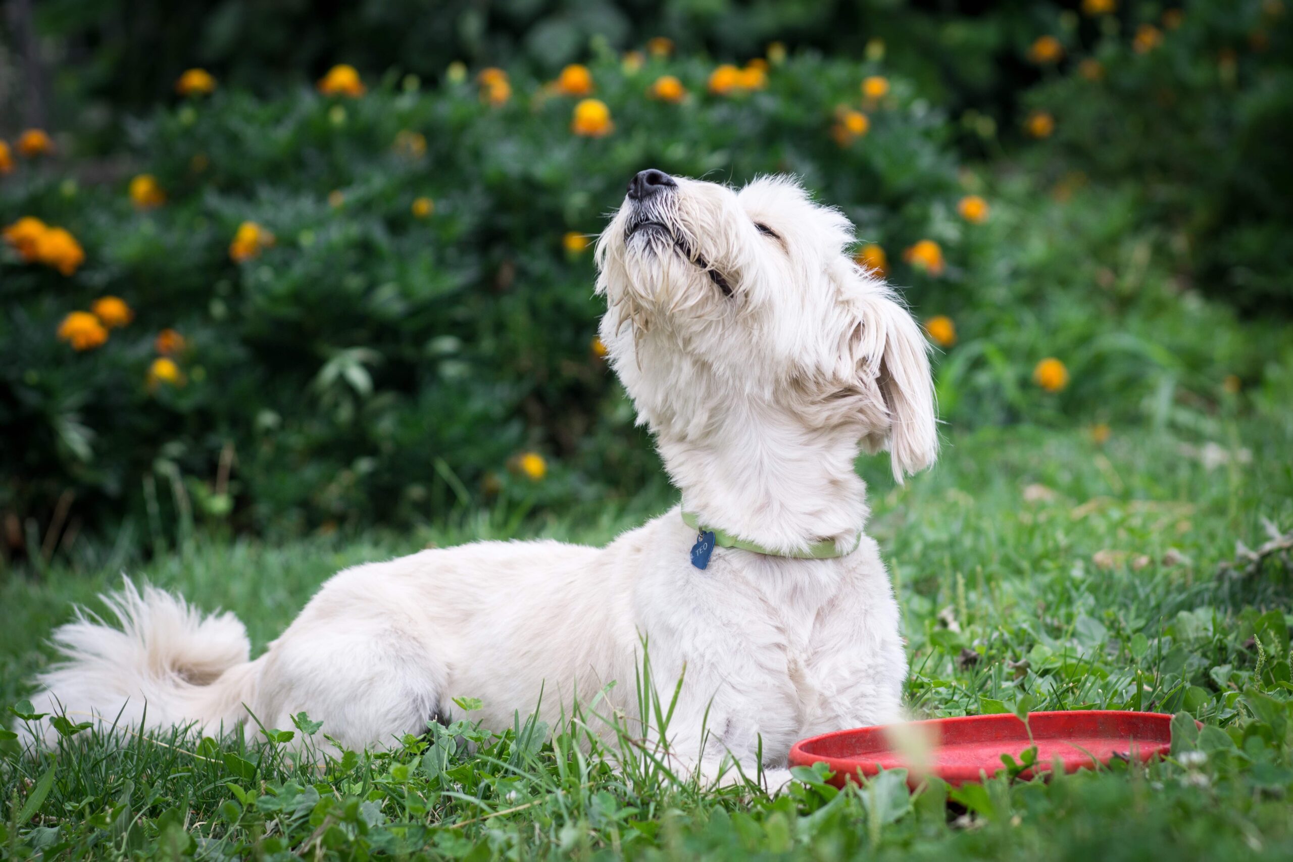 The Gas Guide: What To Know About Canine Flatulence
