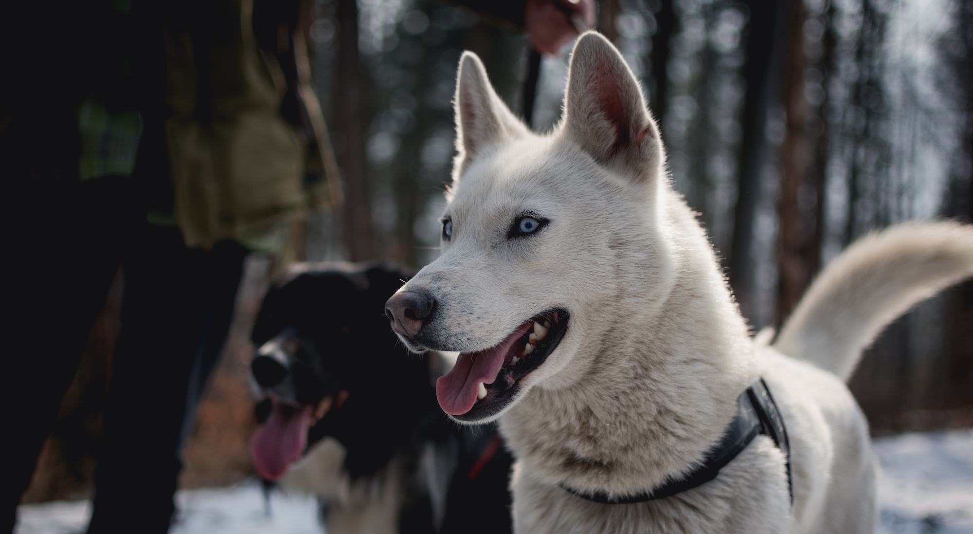 The Husky Care Guide: Food, Exercise, Personality, And More