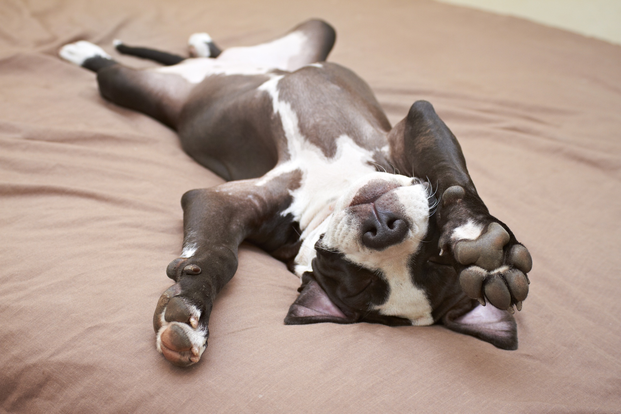 If Your Dog is Being Difficult, They Might Be In Their “Teenage” Phase