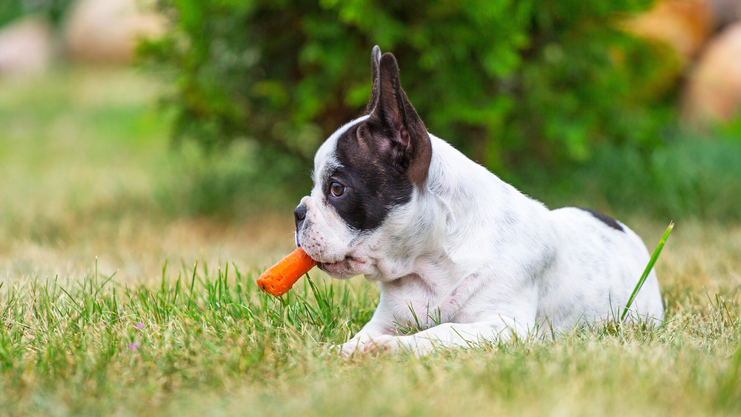 Can My Dog Eat Vegetables?