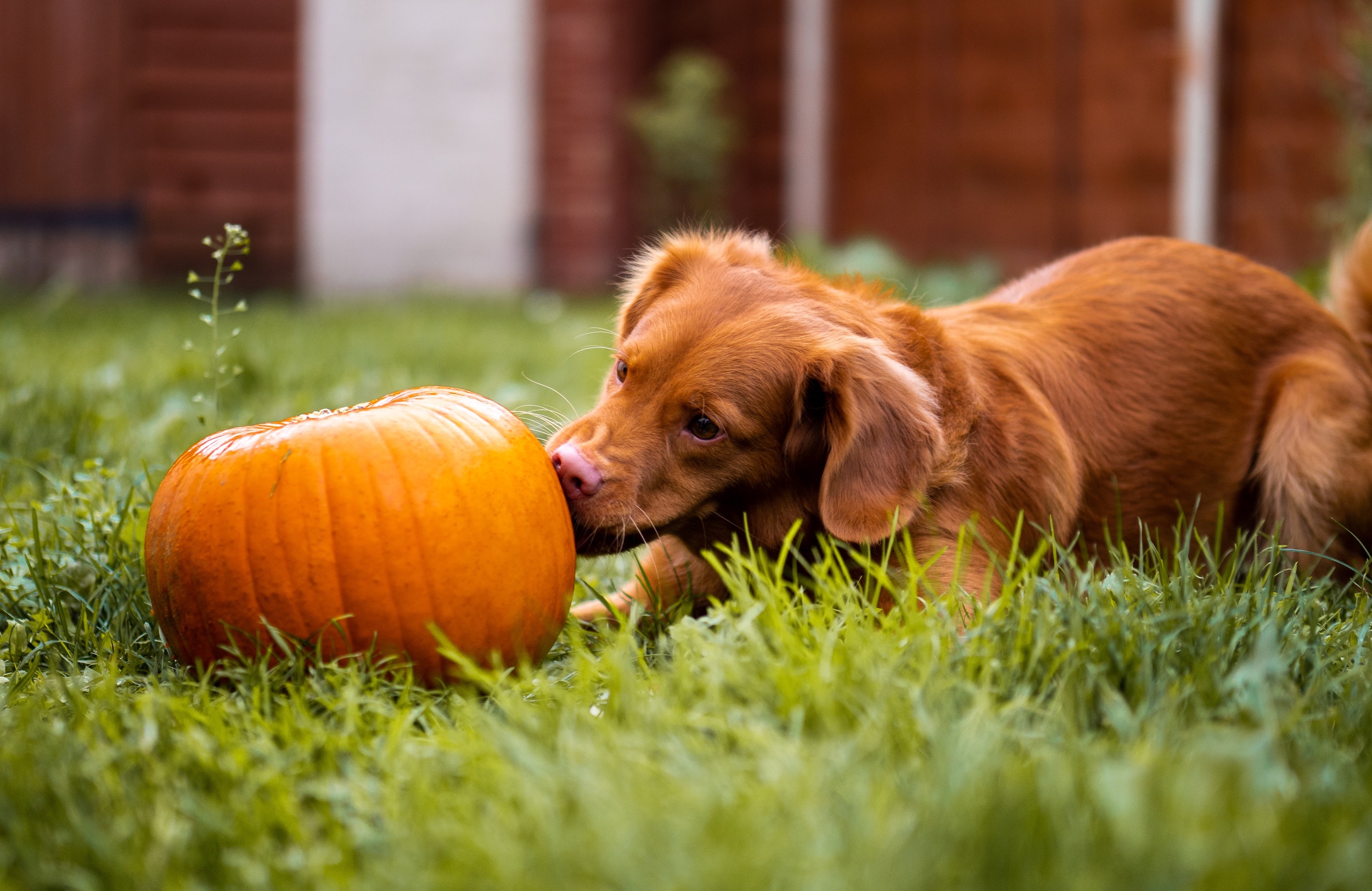 Superfoods In Your Kitchen: 15 Healthy Treats For Dogs
