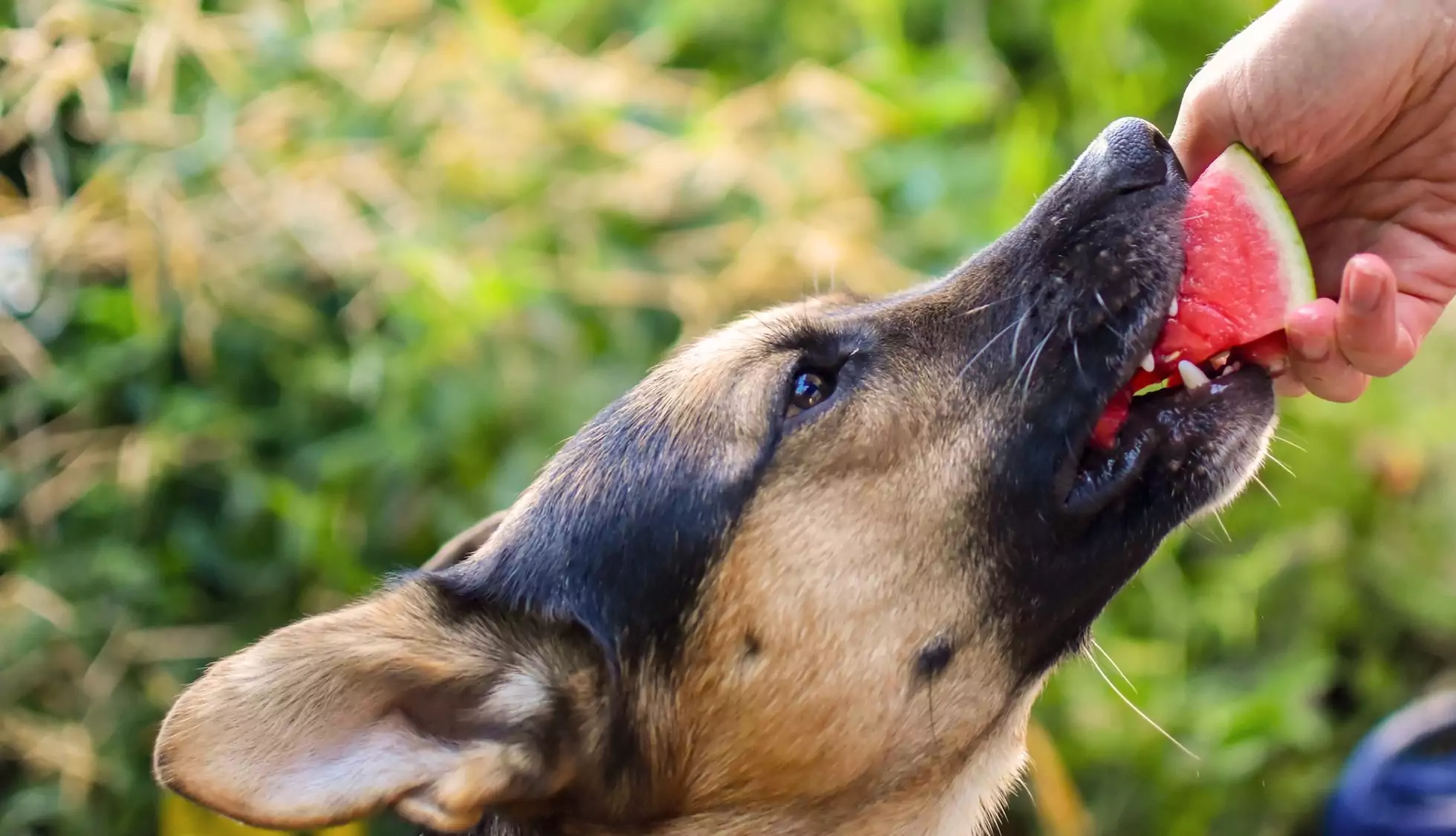 Dogs-fruit-watermelon crop