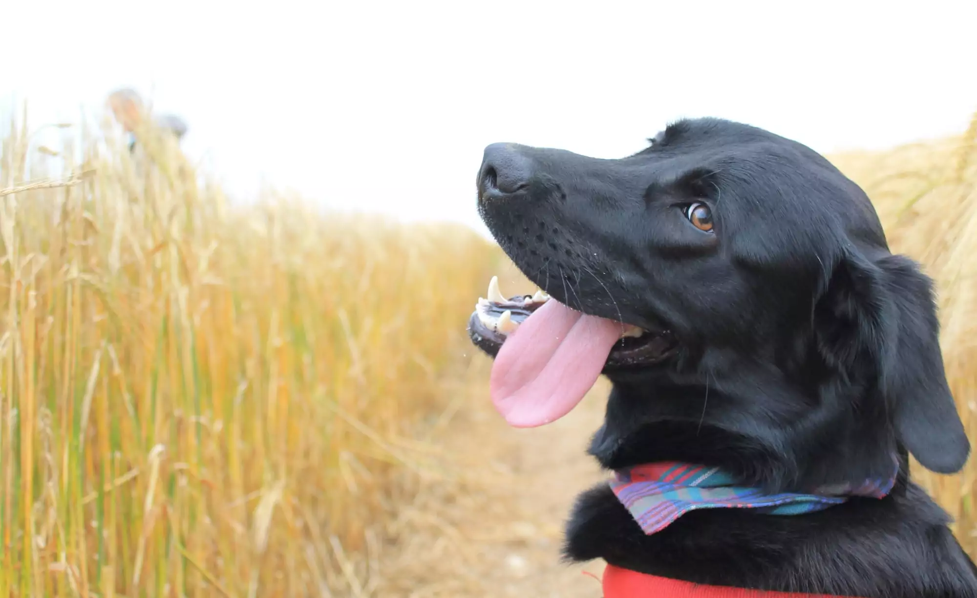 How To Prevent Heatstroke in Dogs