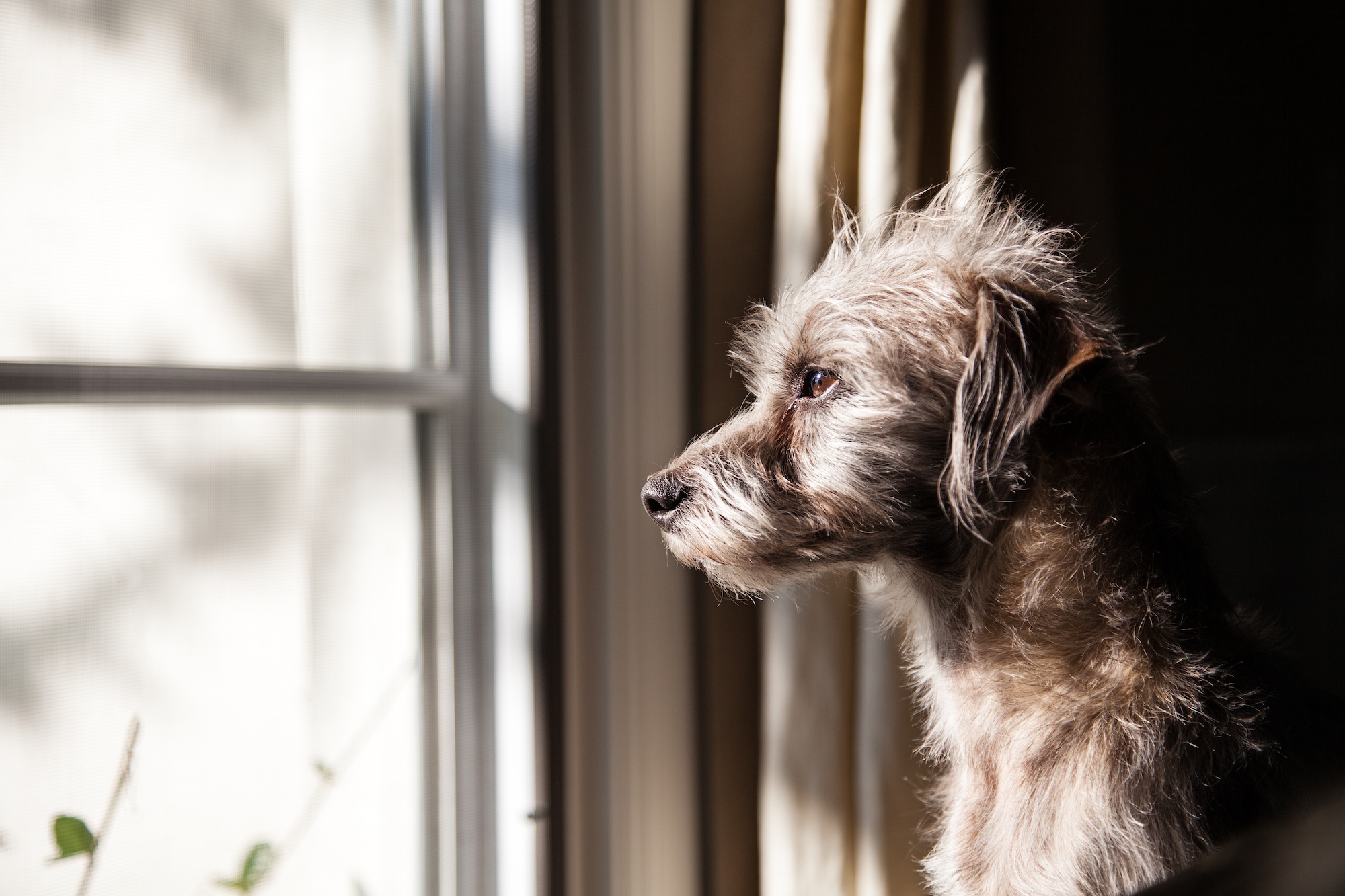 How to Prevent and Manage Separation Anxiety in Dogs
