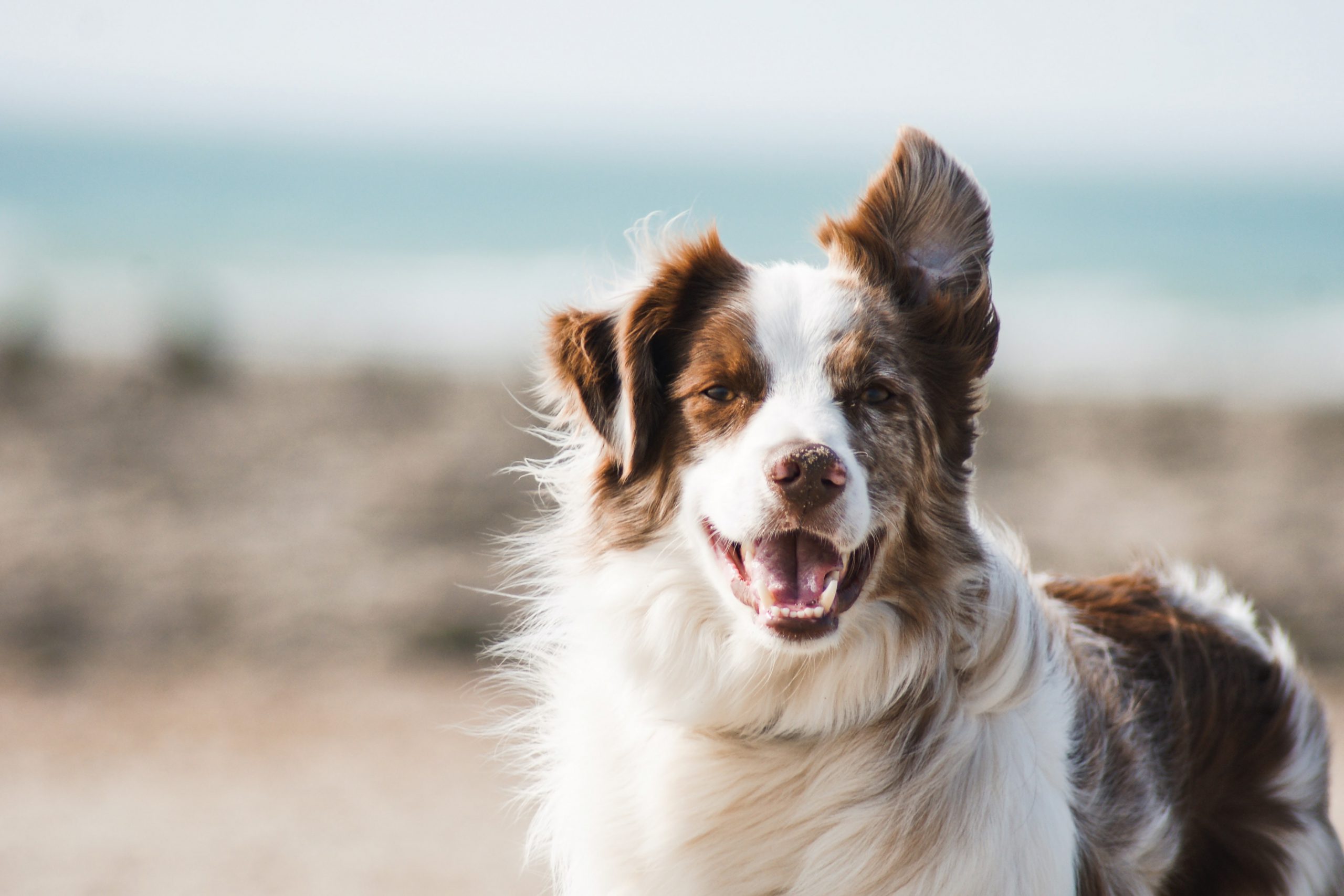 What Dog Owners Should Know About DCM