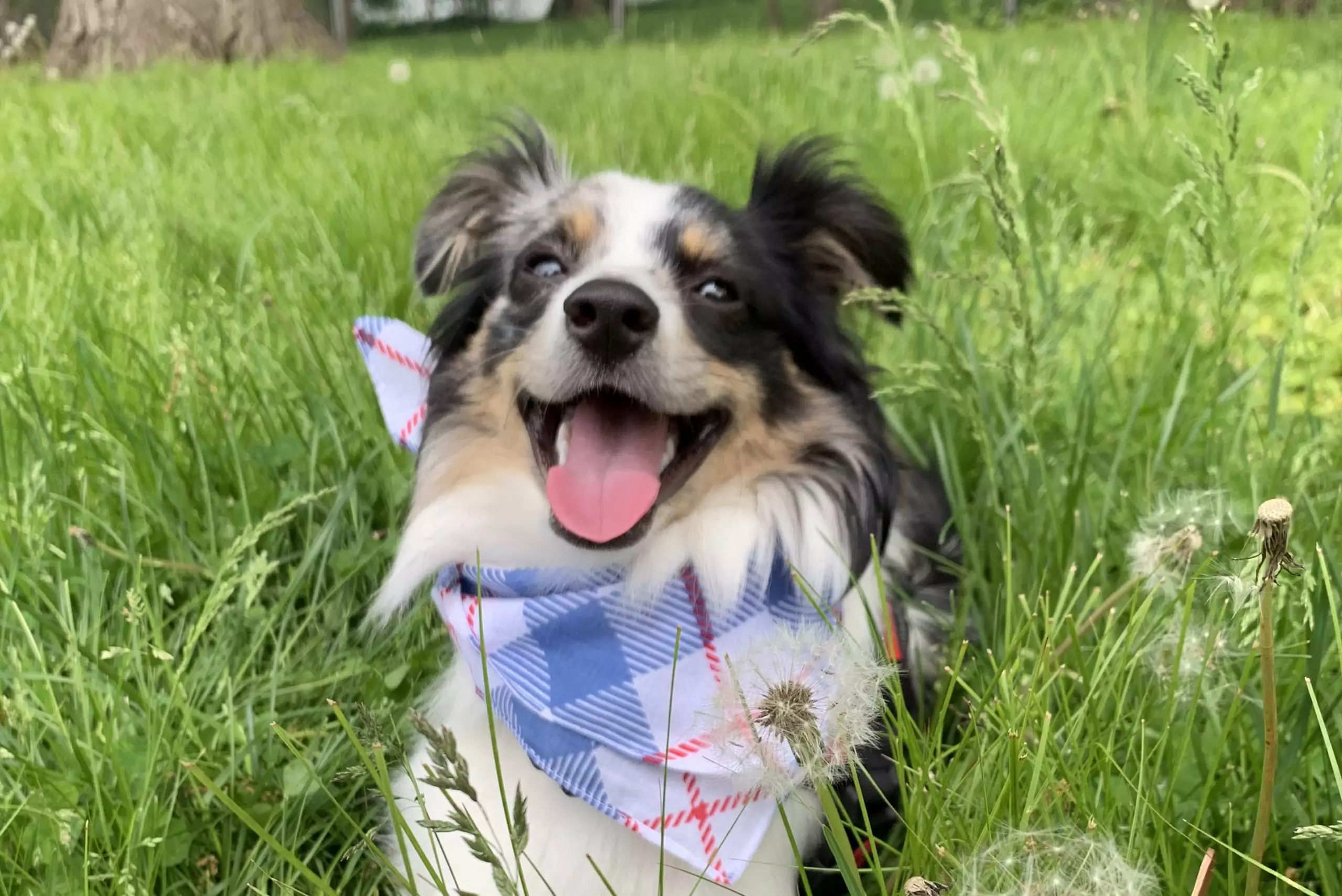Puppy Diary: Raising Bowie, the Toy Australian Shepherd