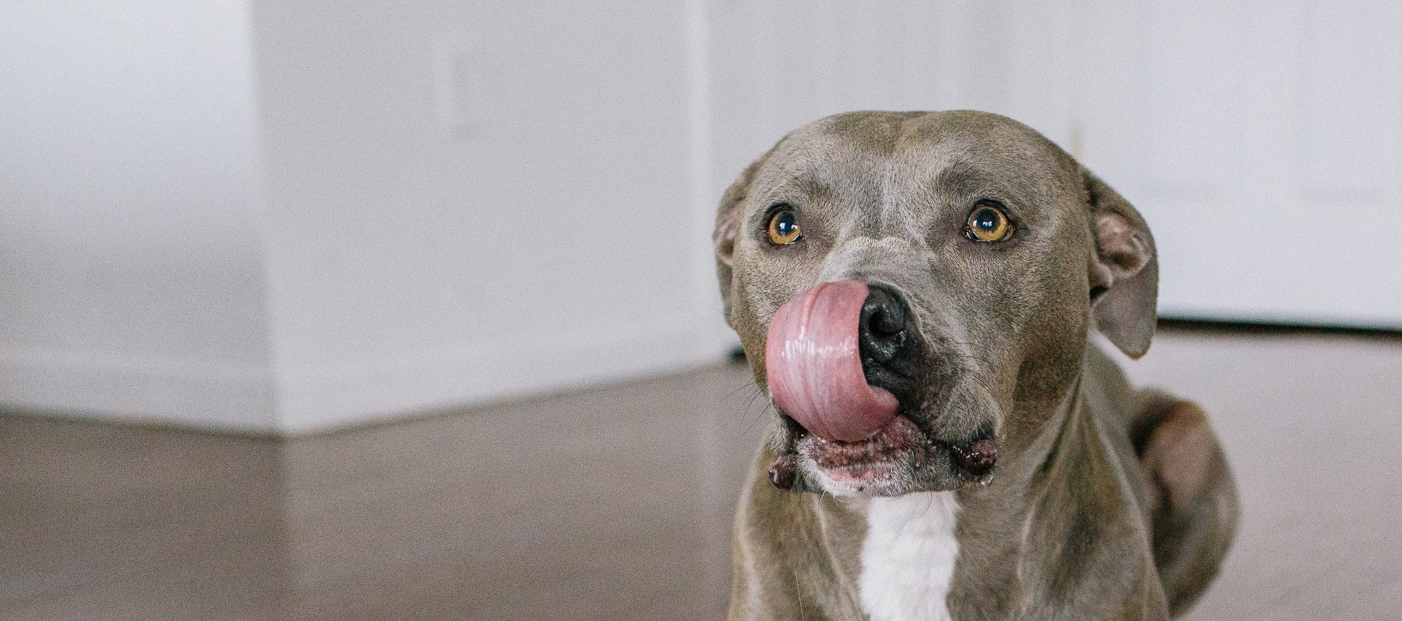 The Pit Bull Guide: History, Personality, Food, Care, and More