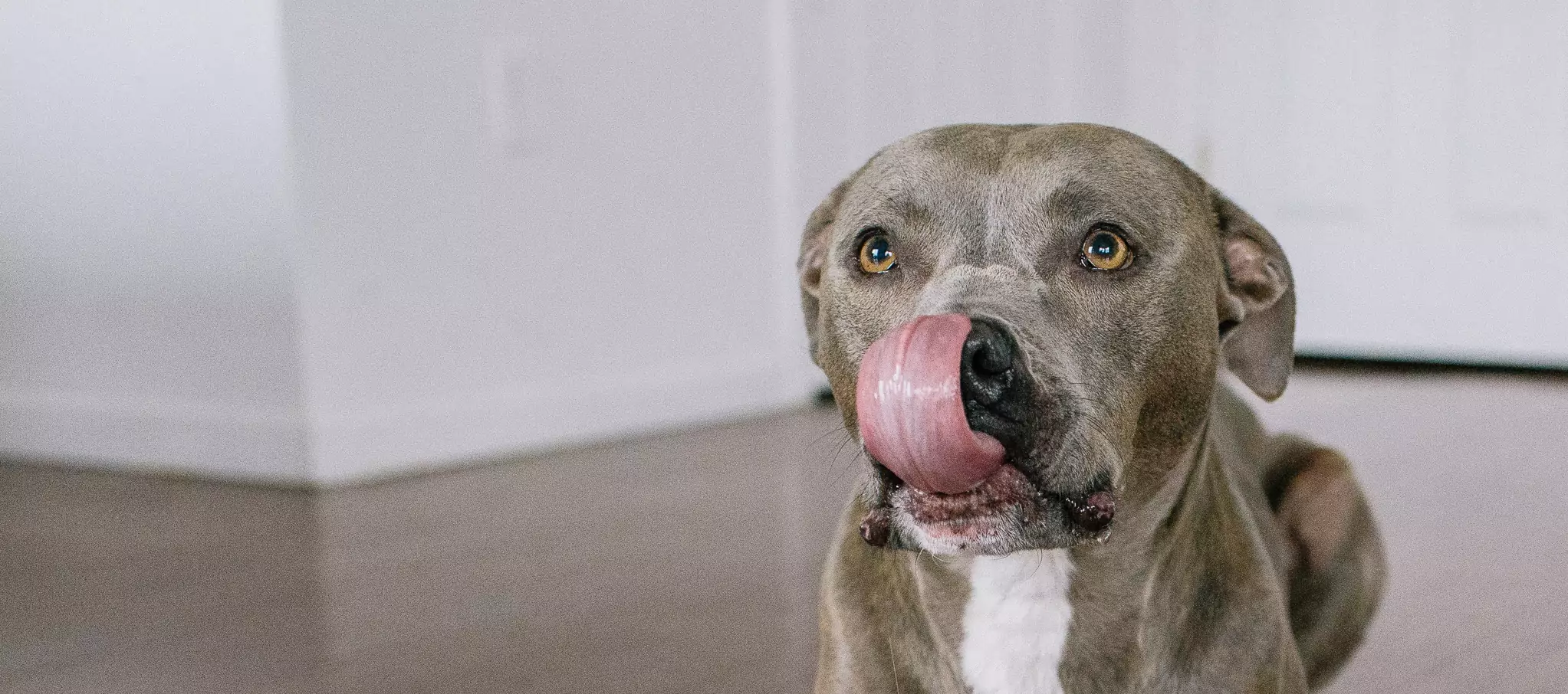 The Pit Bull Guide: History, Personality, Food, Care, and More