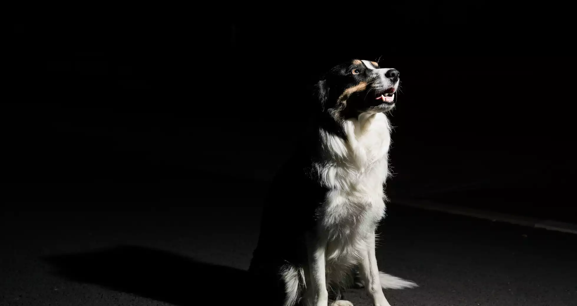 July 4th and Your Dog: Helping Canines Cope With Kabooms