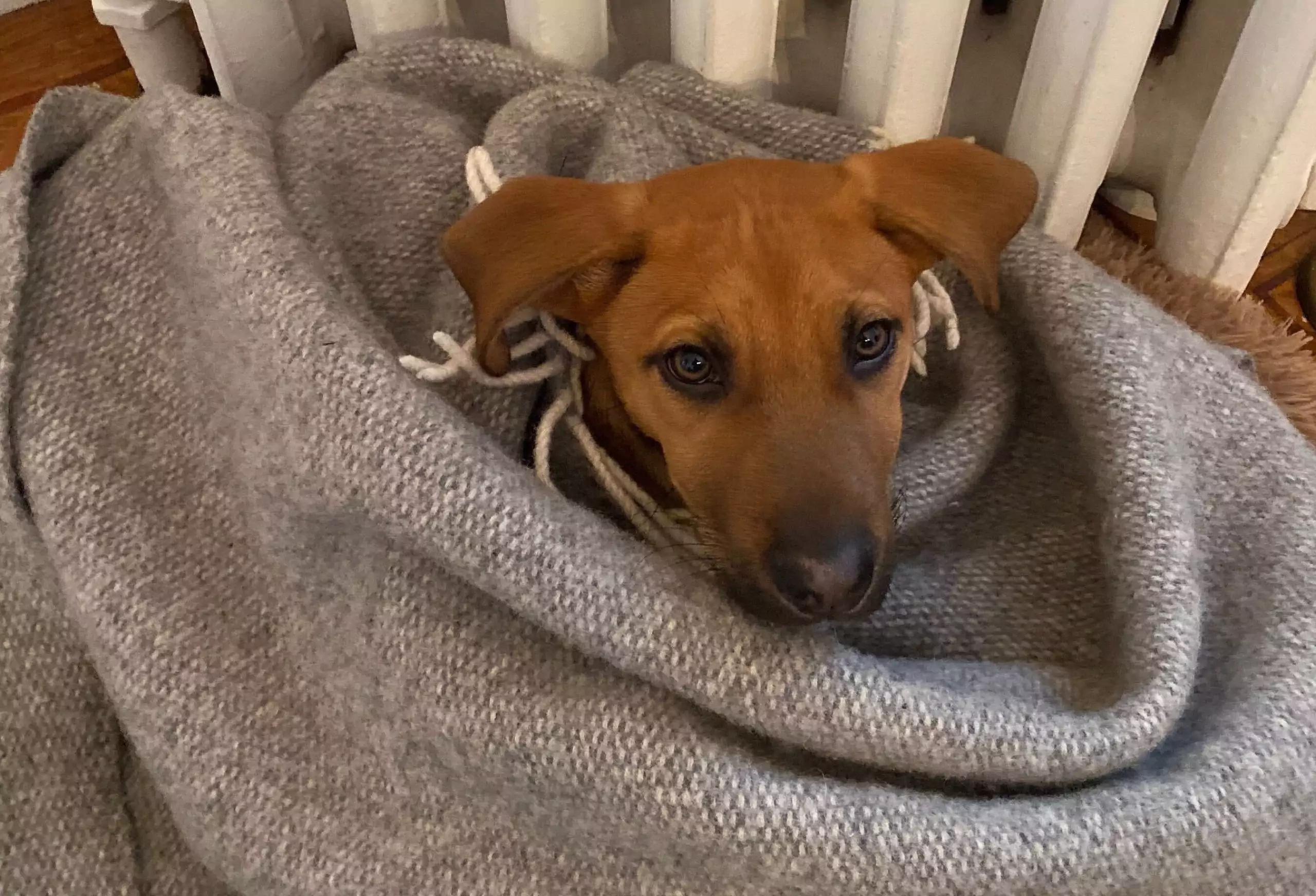 Puppy Diary: Raising George