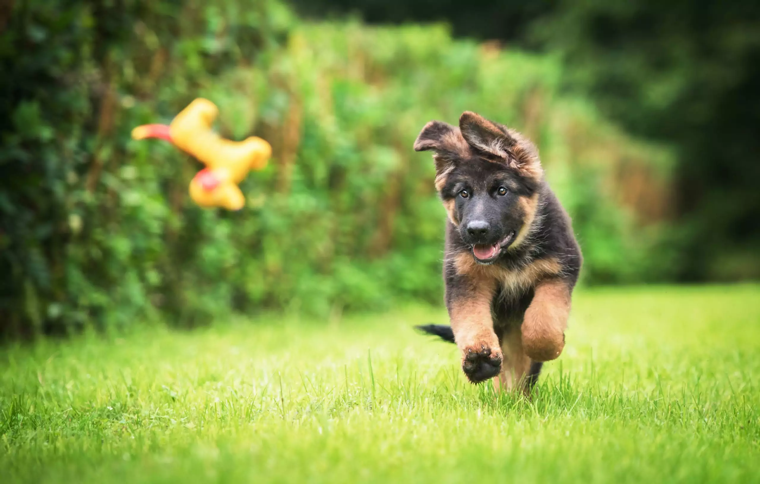 Guide to Training a Puppy: Where To Start