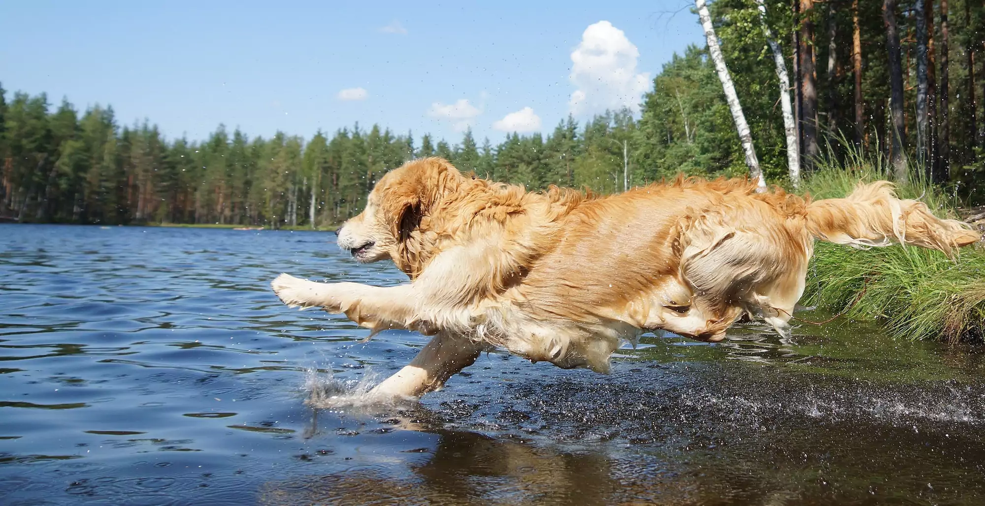 Your Dog’s Amazing Coat and How To Take Care of It