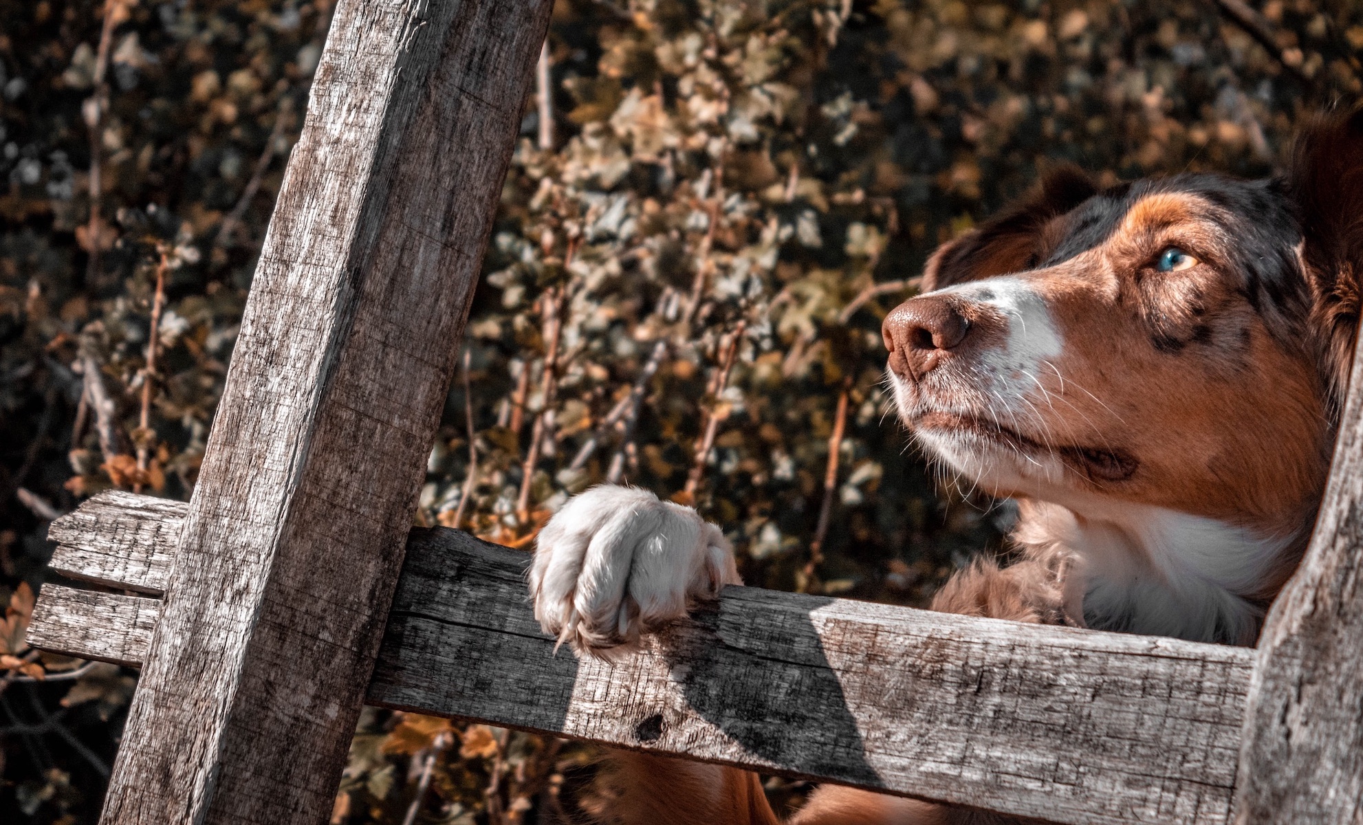 The Wonder of Your Dog’s Paws and How To Take Care of Them